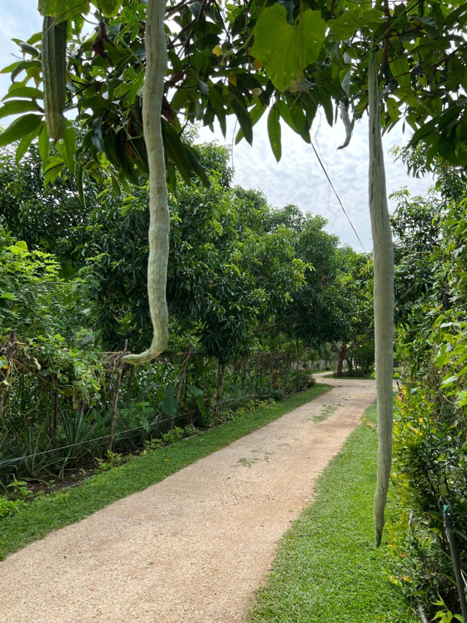 Sayon River Cottage & Eco Garden Monaragala Экстерьер фото