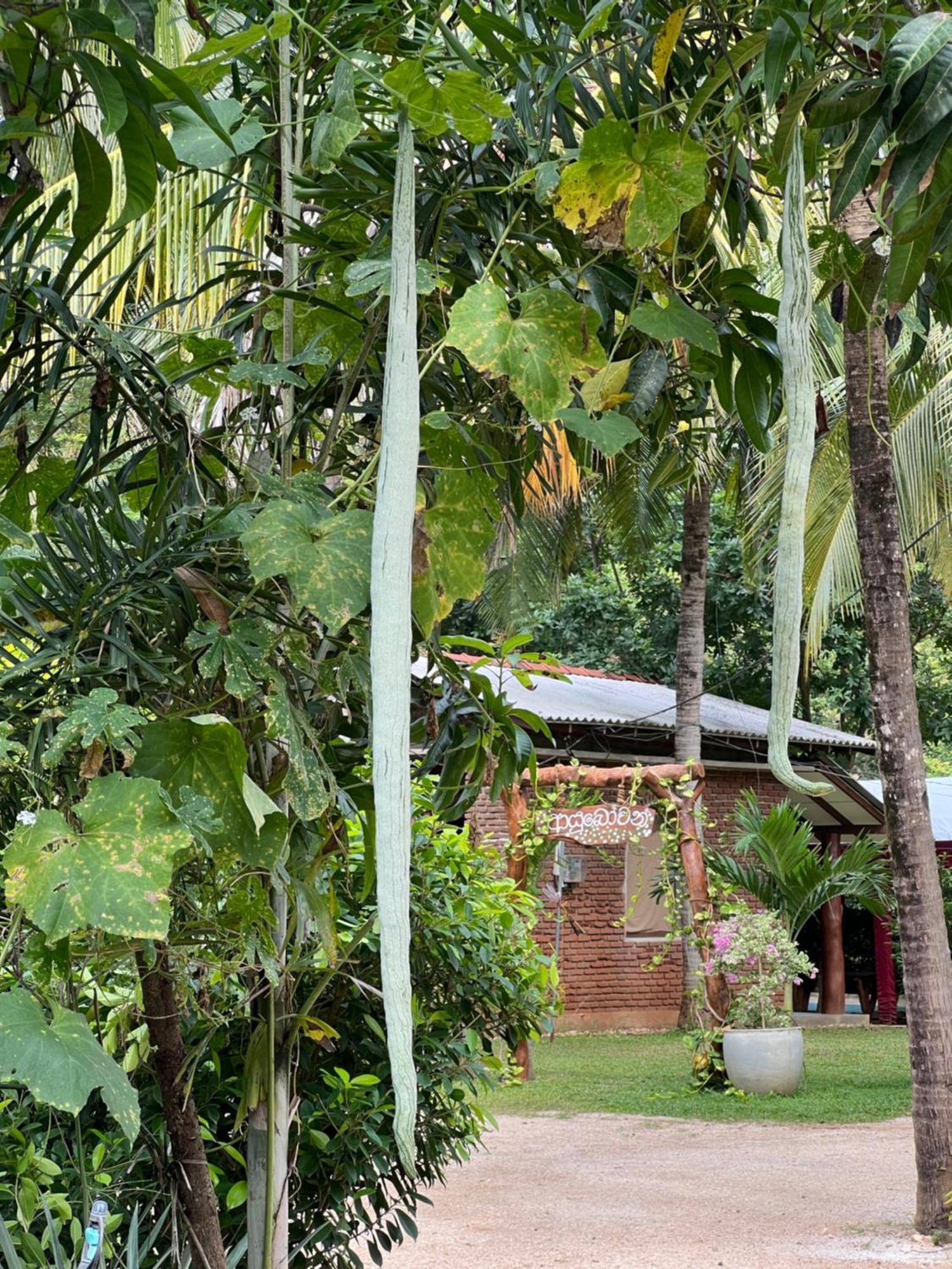 Sayon River Cottage & Eco Garden Monaragala Экстерьер фото